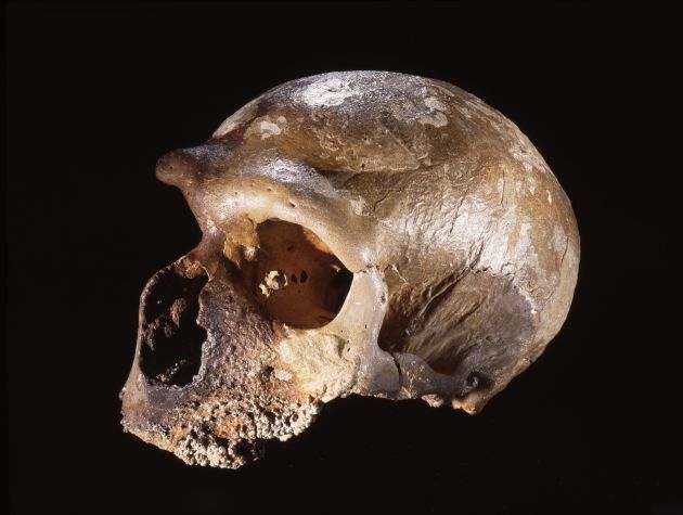 Una de las calaveras neandertales halladas en la cueva de Guattari. Una de las calaveras neandertales halladas en la cueva de Guattari.