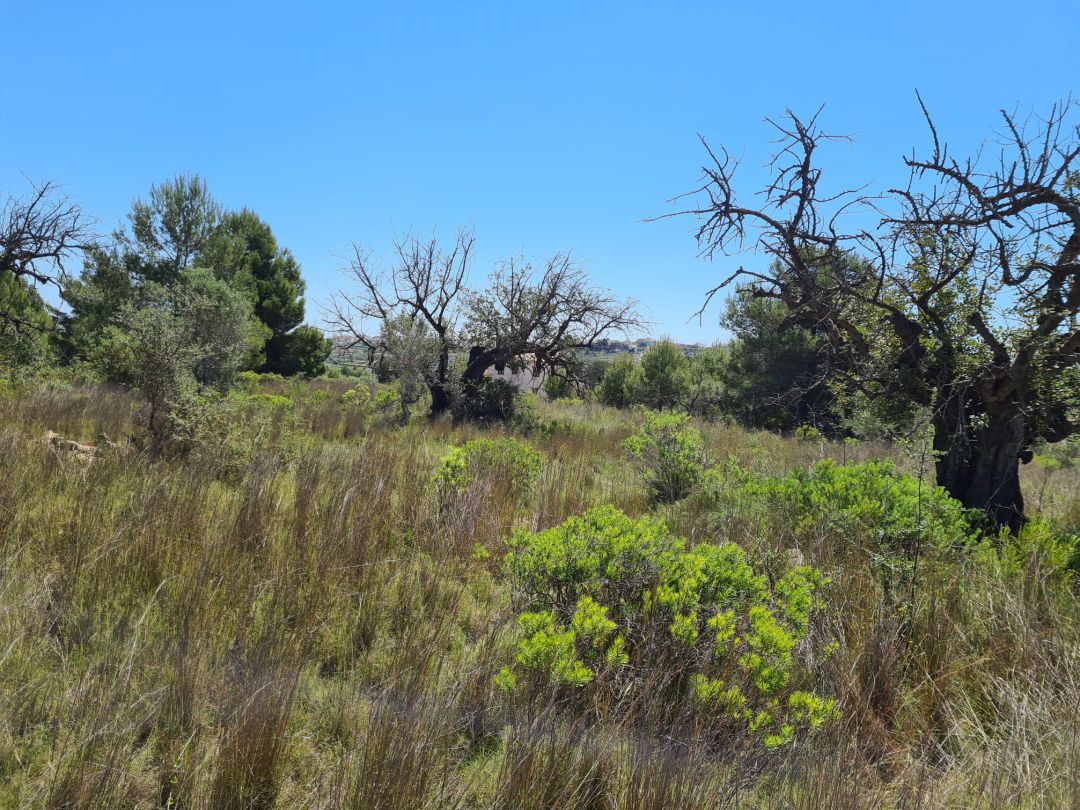 Terrenos de la Fundación Abargues donde construir nuevo colegio privado Terrenos de la Fundación Abargues donde construir nuevo colegio privado