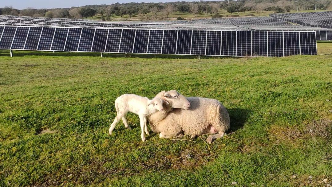 Parque solar fotovoltaico Parque solar fotovoltaico