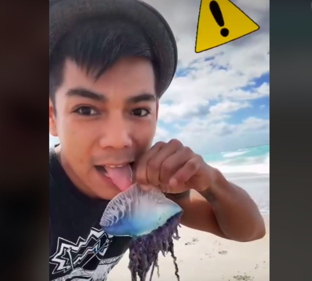 Un joven se graba lamiendo una venenosa carabela portuguesa y su vídeo se hace viral. Un joven se graba lamiendo una venenosa carabela portuguesa y su vídeo se hace viral.