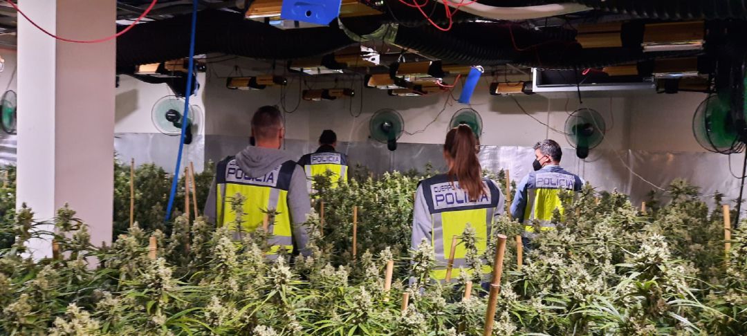 Intervención de los agentes de la Policía Nacional en una operación contra la marihuana Intervención de los agentes de la Policía Nacional en una operación contra la marihuana