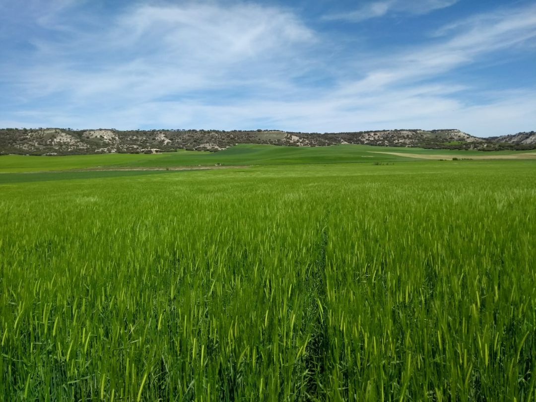 Campo de cereal en el Cerrato Campo de cereal en el Cerrato