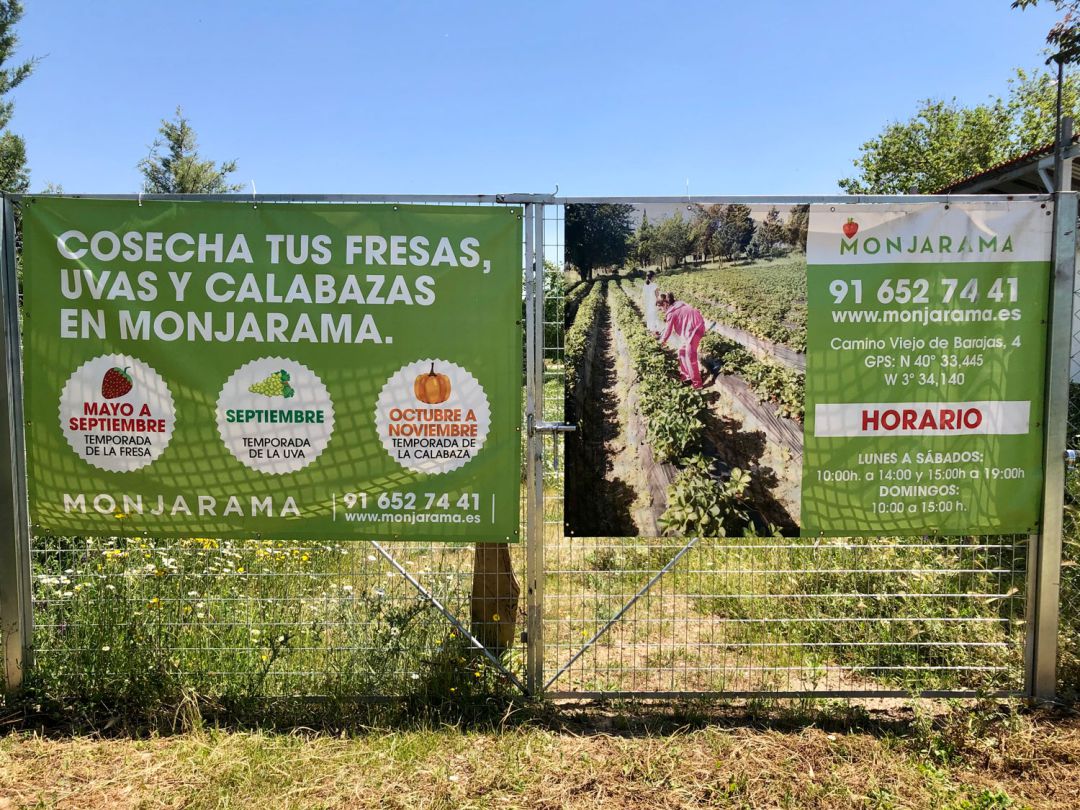 Las mejores fresas de la región, que puedes cultivar tú mismo Las mejores fresas de la región, que puedes cultivar tú mismo