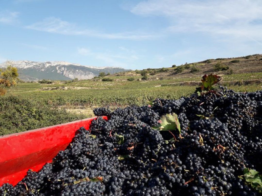 Vendimia en Rioja Alavesa Vendimia en Rioja Alavesa