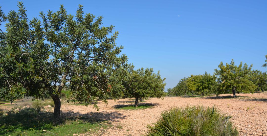 Algarrobos Algarrobos