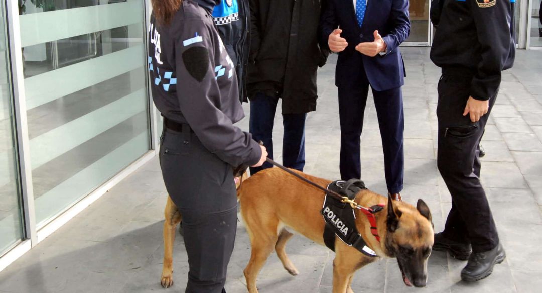 Imagen de uno de los perros que conforman la unidad de policía canina de la Policía Local de Parla Imagen de uno de los perros que conforman la unidad de policía canina de la Policía Local de Parla