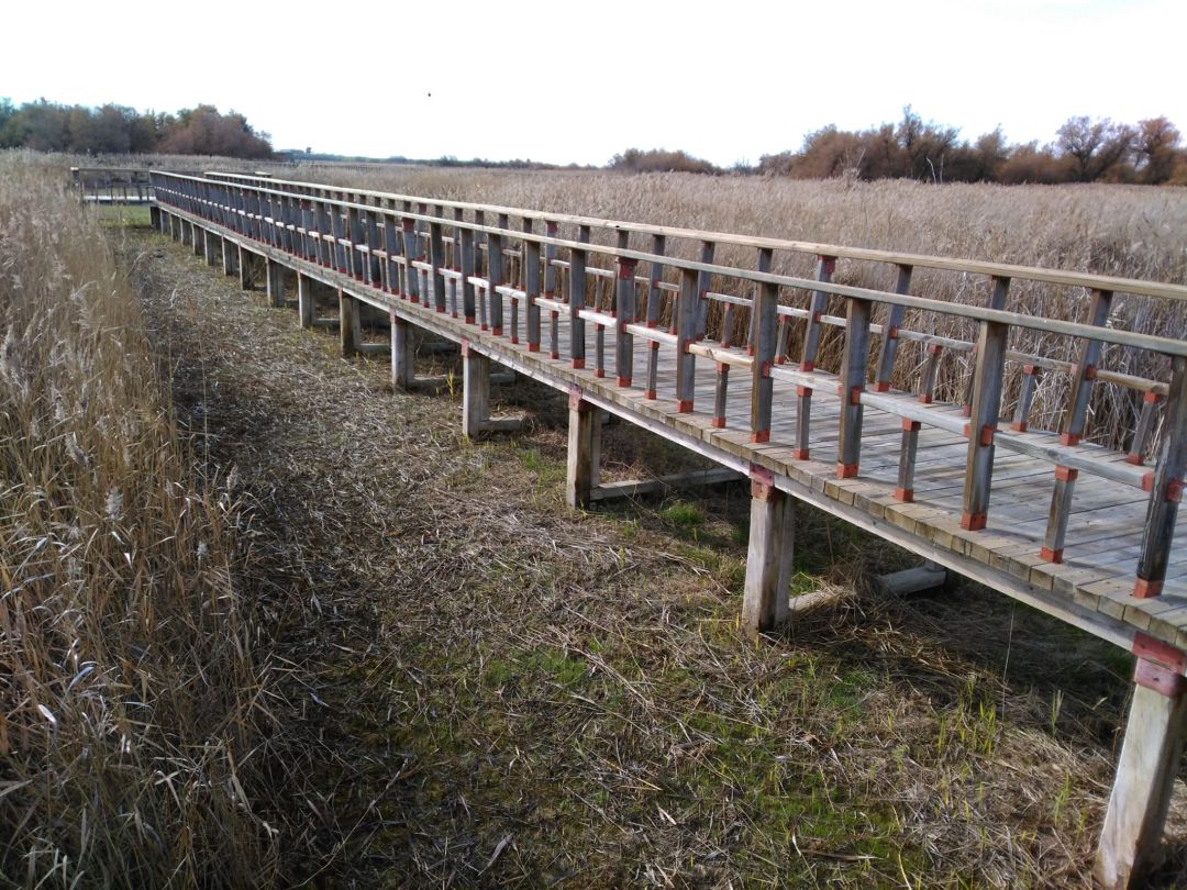 Las Tablas de Daimiel apenas tienen 220 hectáreas encharcadas Las Tablas de Daimiel apenas tienen 220 hectáreas encharcadas