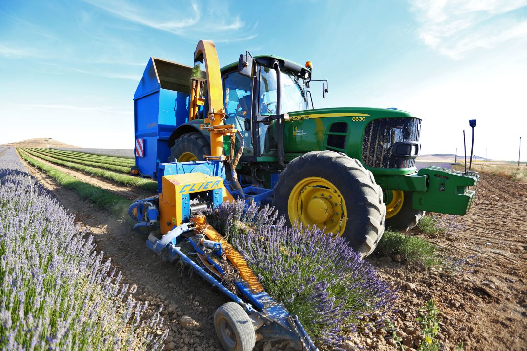 Campos de de lavanda y lavandín en Tiedra, Valladolid Campos de de lavanda y lavandín en Tiedra, Valladolid