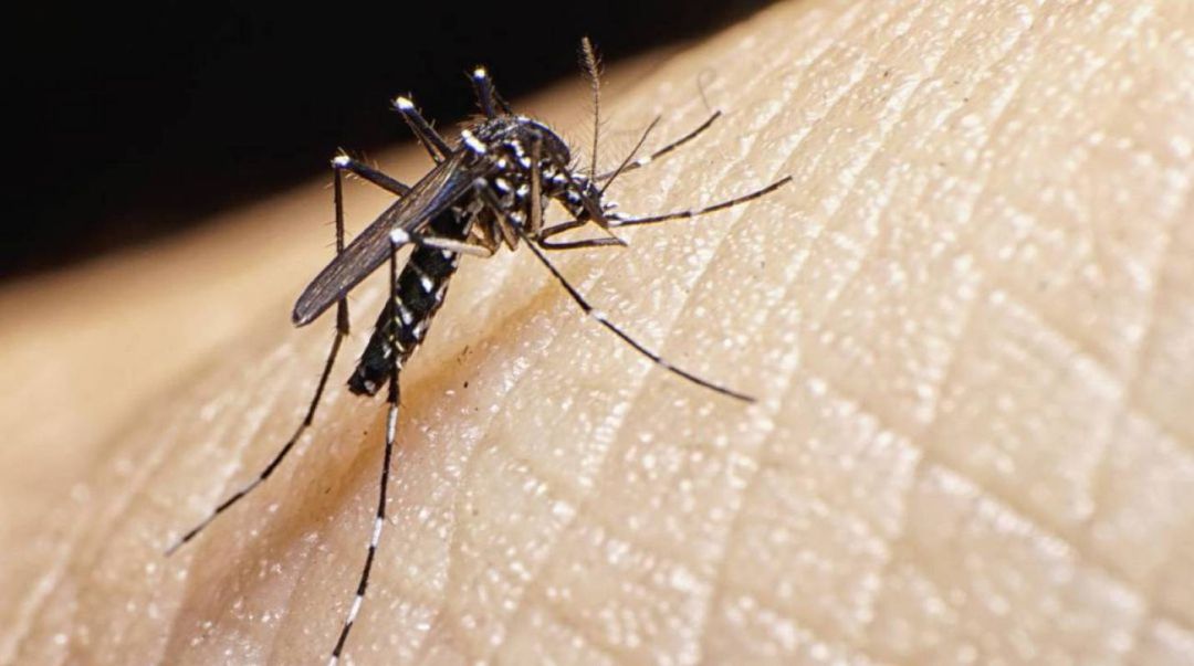 Mosquito tigre Mosquito tigre