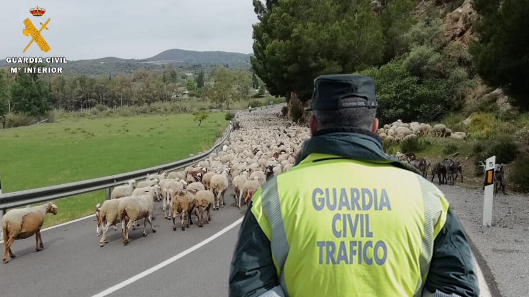 Investigan a un ganadero por un delito contra la seguridad vial por abandono de animales en la calzada Investigan a un ganadero por un delito contra la seguridad vial por abandono de animales en la calzada