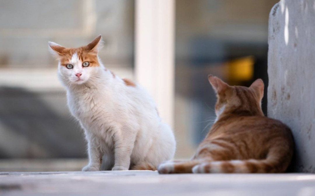 Gatos Gatos