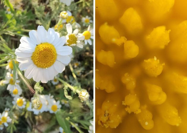 El modo microscopio nos permite analizar hasta el más mínimo detalle de la naturaleza. El modo microscopio nos permite analizar hasta el más mínimo detalle de la naturaleza.