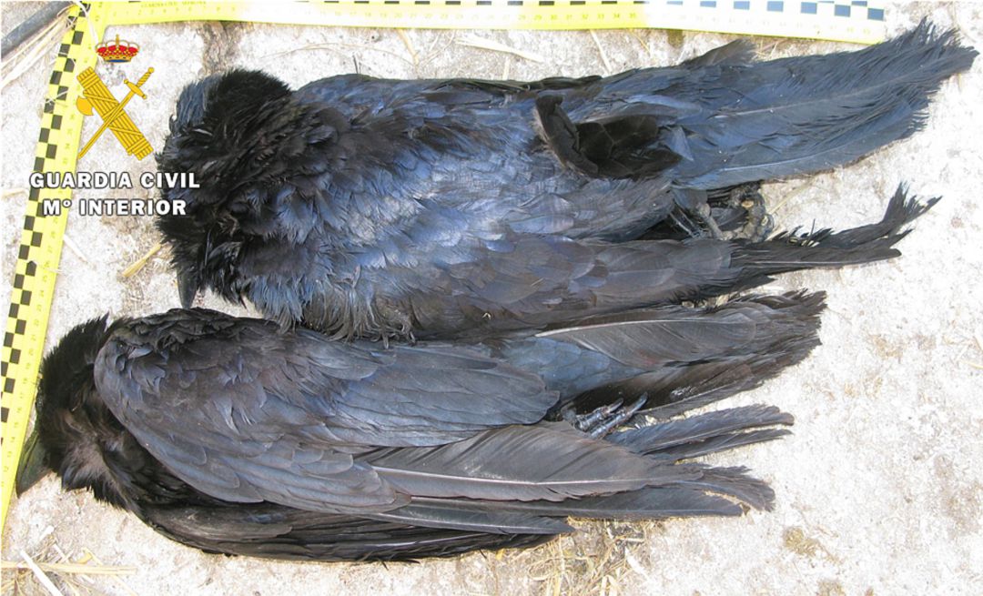 La Guardia Civil ha investigado en Las Merindades a un hombre de 28 años como presunto autor de un delito contra la Fauna y la Flora, por la muerte de dos cuervos La Guardia Civil ha investigado en Las Merindades a un hombre de 28 años como presunto autor de un delito contra la Fauna y la Flora, por la muerte de dos cuervos