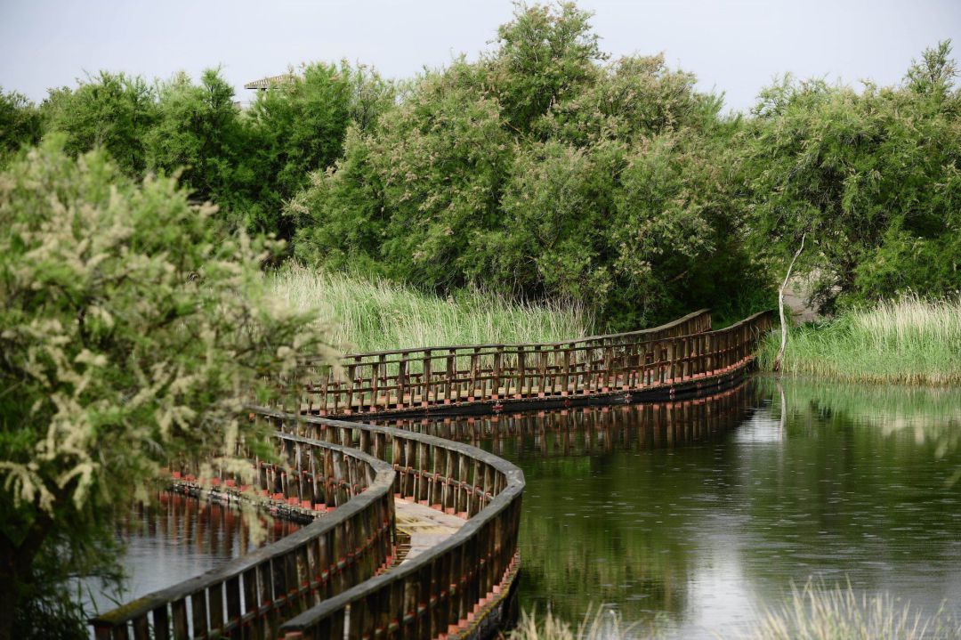 Las Tablas de Daimiel es uno de los dos Parques Nacionales con los que cuenta Ciudad Real Las Tablas de Daimiel es uno de los dos Parques Nacionales con los que cuenta Ciudad Real