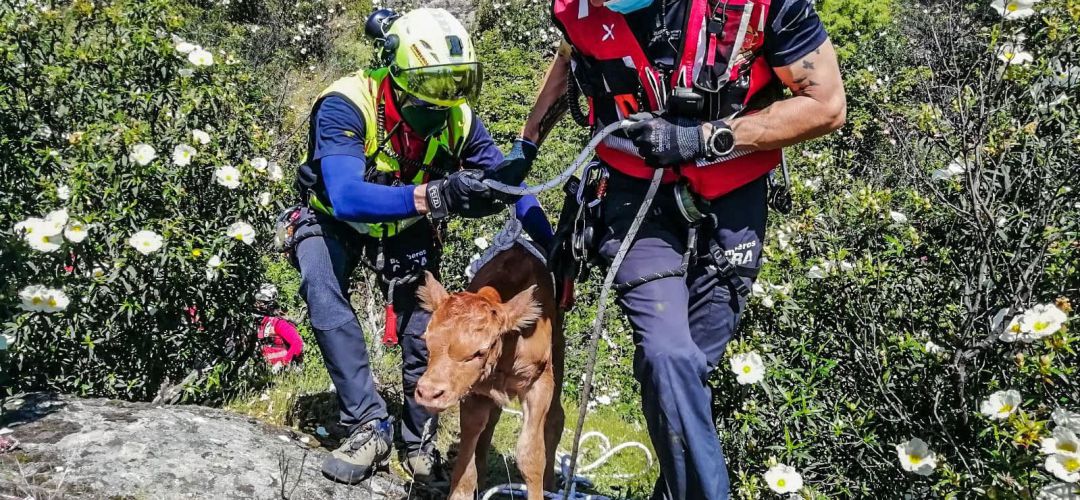 Tras rescatarle, han comprobado que el animal solo sufría un golpe en una pata Tras rescatarle, han comprobado que el animal solo sufría un golpe en una pata