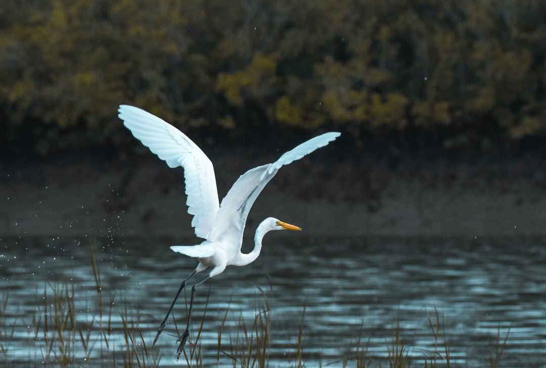 Imagen de una garza Imagen de una garza