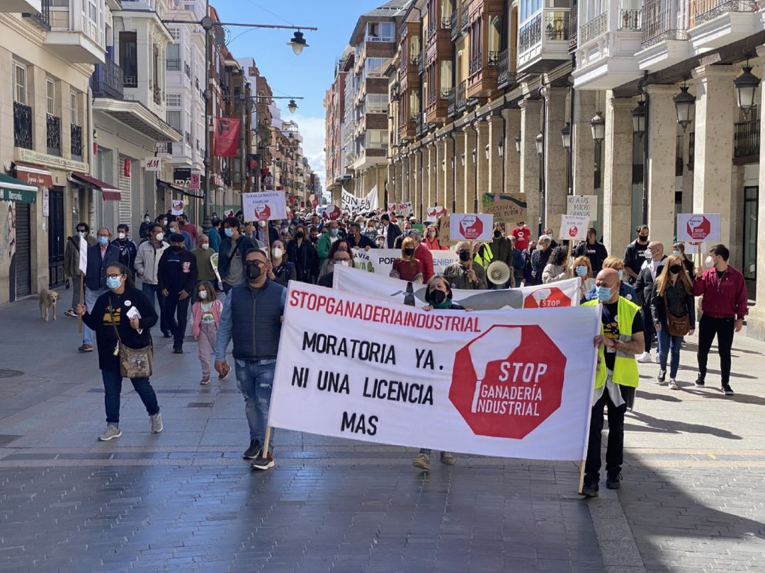 Movilización en Palencia contra las macrogranjas porcinas Movilización en Palencia contra las macrogranjas porcinas