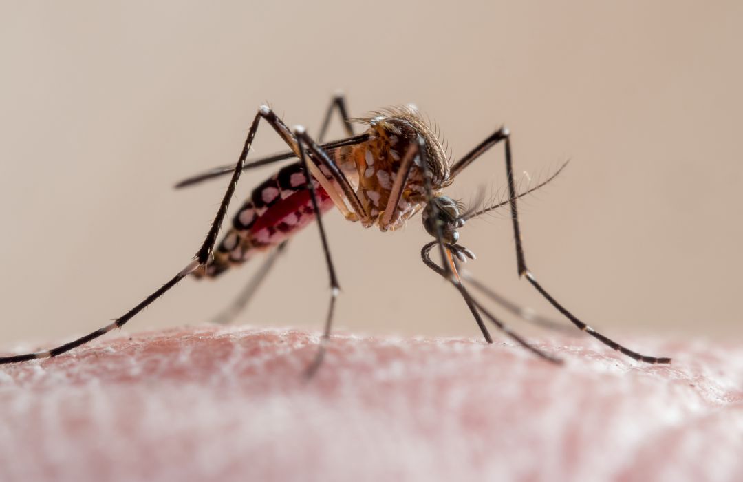 Un mosquito, a punto de picar. Un mosquito, a punto de picar.