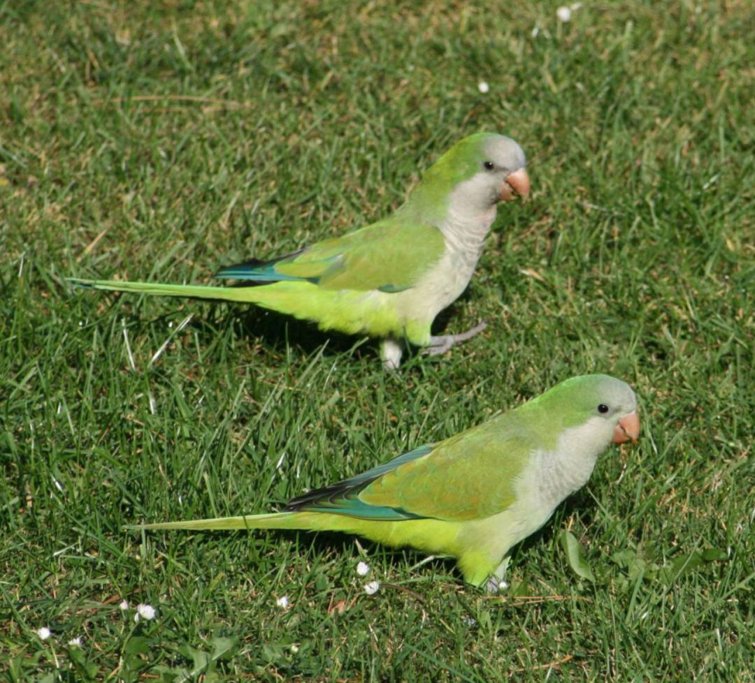 Cotorras argentinas Cotorras argentinas