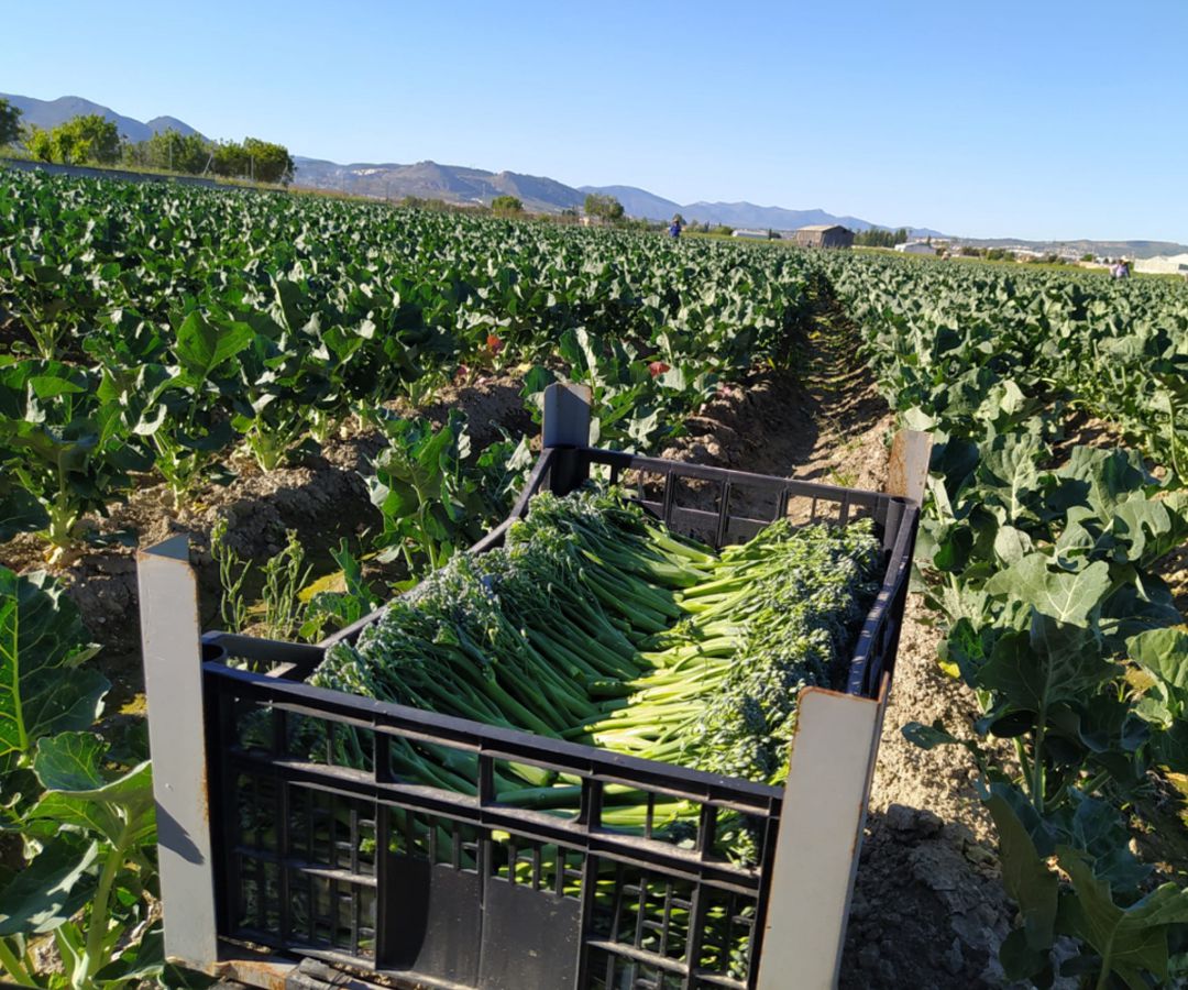Terreno cultivado de bimi en Vegas del Genil, en plena Vega de Granada Terreno cultivado de bimi en Vegas del Genil, en plena Vega de Granada