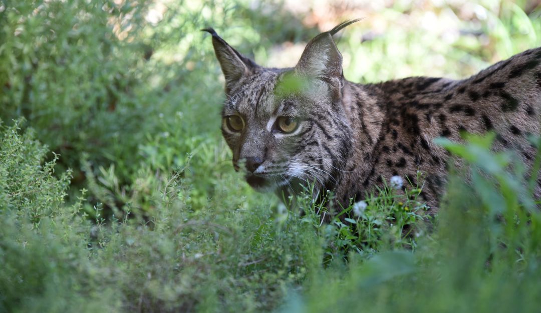 El lince ibérico estuvo a punto de desaparecer hace 20 años. El lince ibérico estuvo a punto de desaparecer hace 20 años.