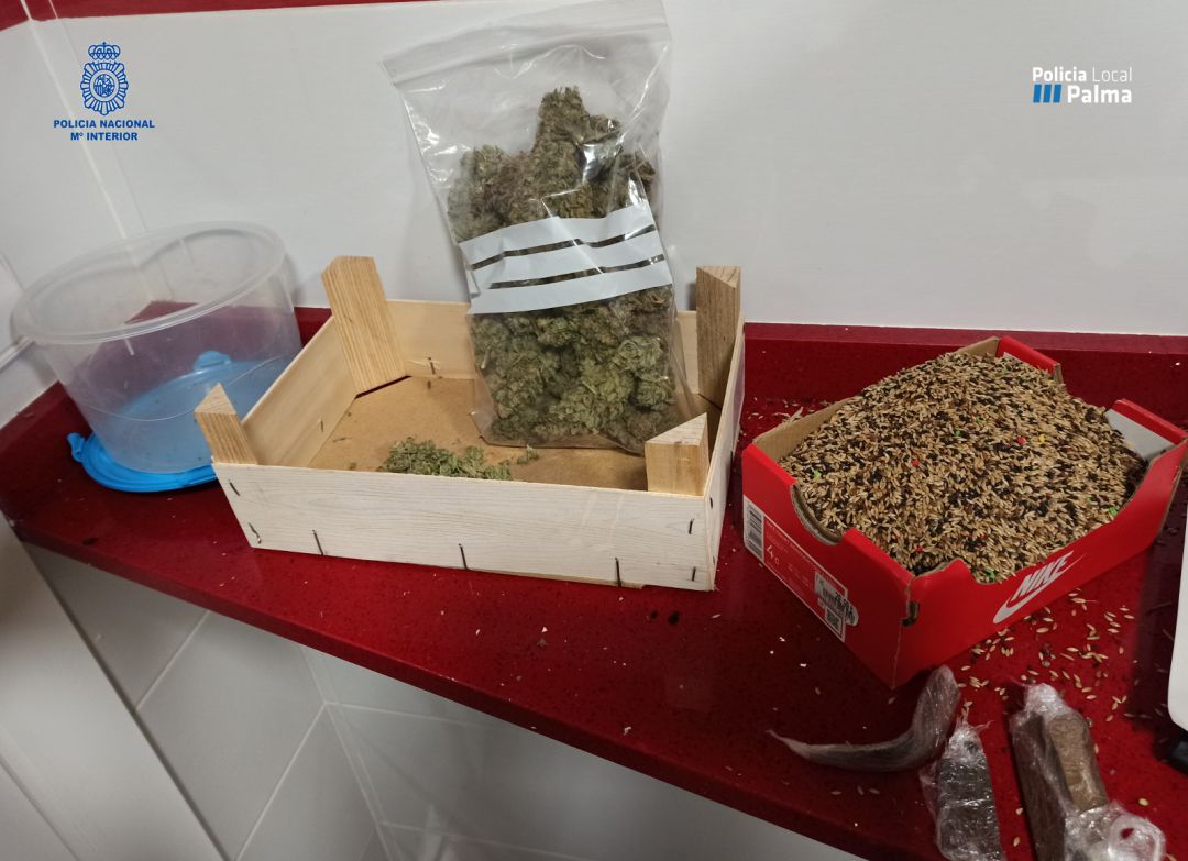 Centro de producción de marihuana Centro de producción de marihuana