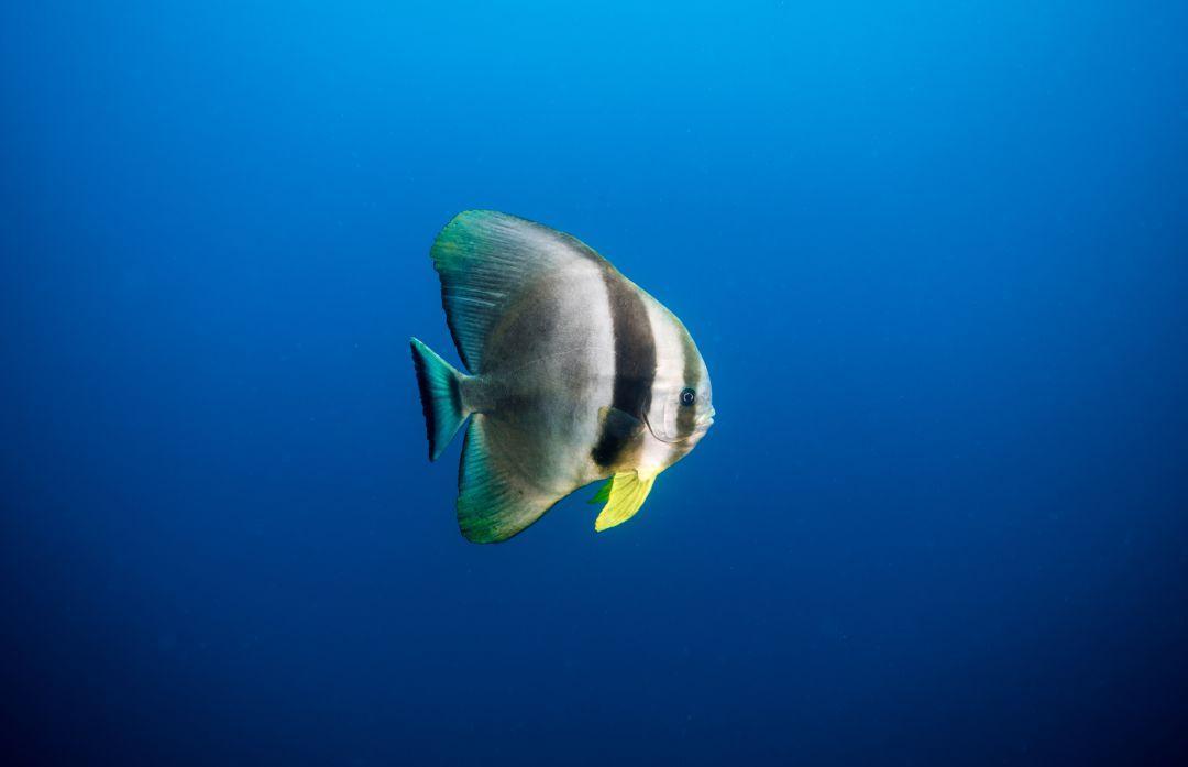 Spadefish nadando en el océano. Spadefish nadando en el océano.
