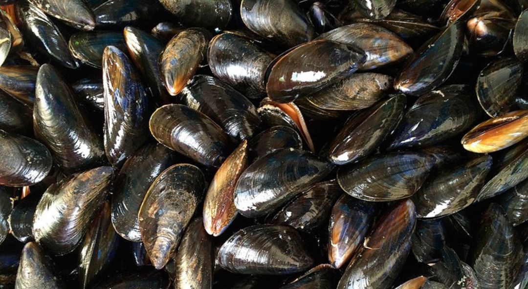 Mejillones preparados para su consumo. Mejillones preparados para su consumo.