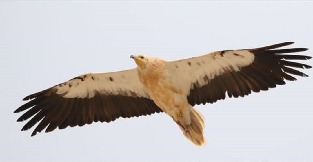 Según el técnico de campo Walo Moreno, gracias al trabajo de los últimos años se ha logrado revertir la tendencia que hacía peligrar la supervivencia de la especie, aunque no está excenta de riesgos en la actualidad. Según el técnico de campo Walo Moreno, gracias al trabajo de los últimos años se ha logrado revertir la tendencia que hacía peligrar la supervivencia de la especie, aunque no está excenta de riesgos en la actualidad.