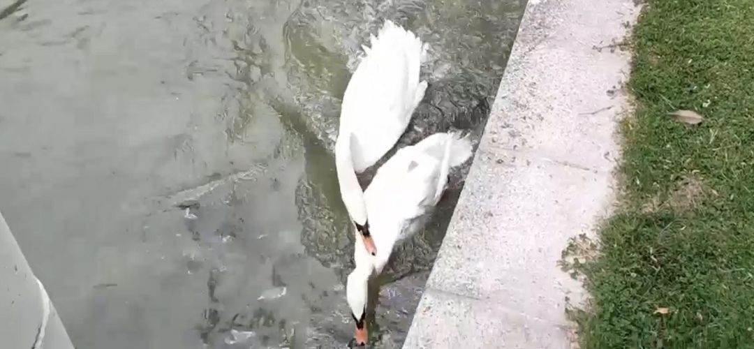 Los vecinos y el portavoz de Podemos alertan de que ya han muerto varios patos del entorno Los vecinos y el portavoz de Podemos alertan de que ya han muerto varios patos del entorno