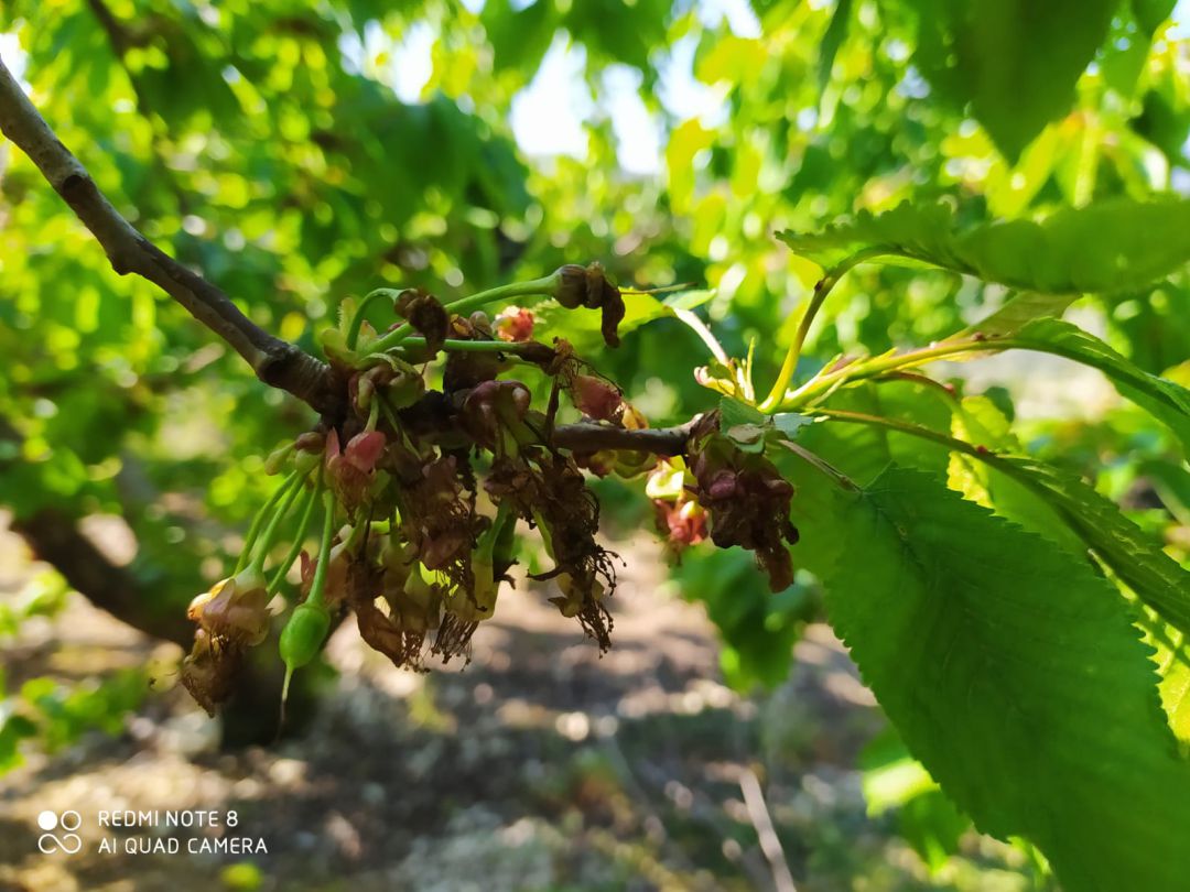 Cerezas. Cerezas.