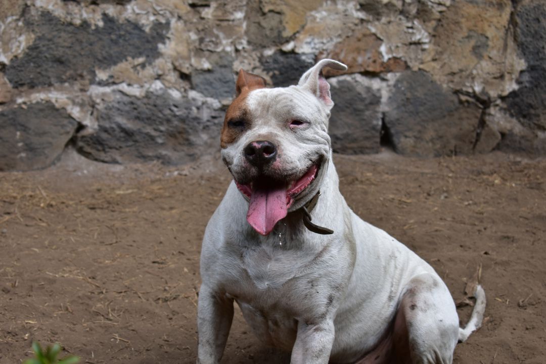 Un ejemplar de perro 'Pitbull' Un ejemplar de perro 'Pitbull'
