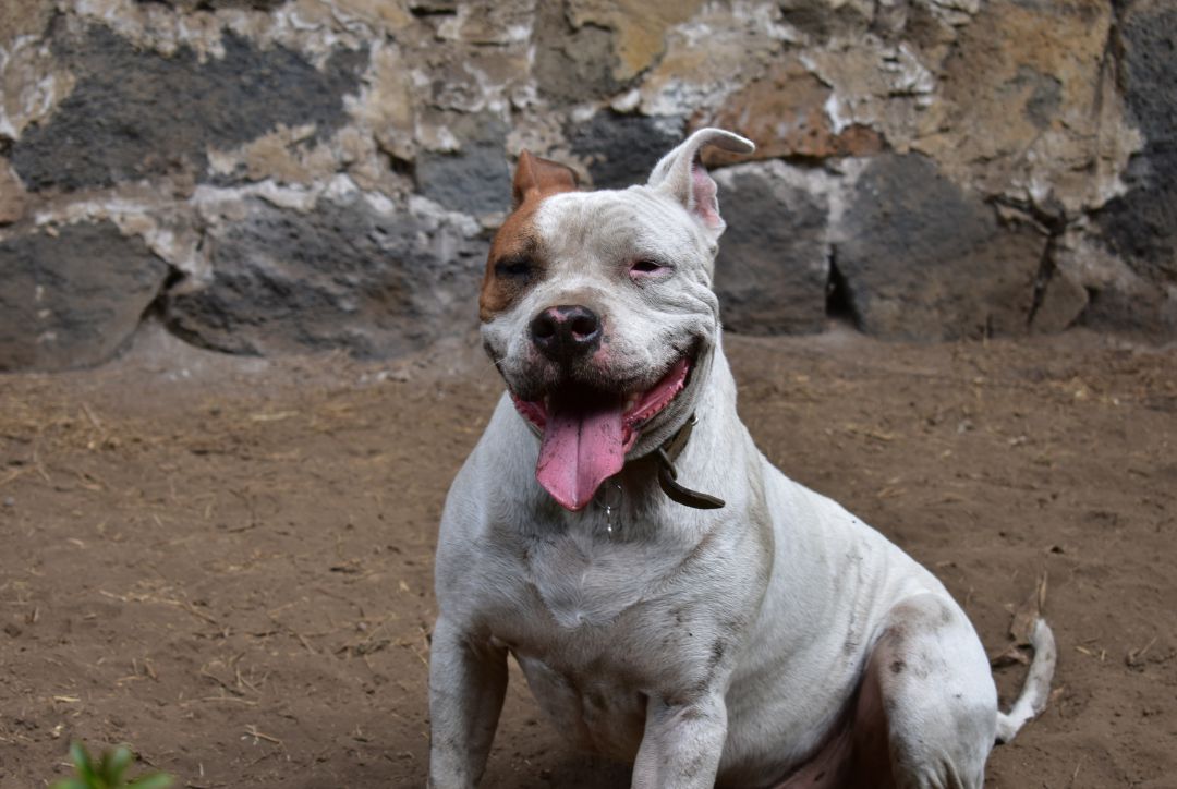 Un exemplar de raça pitbull Un exemplar de raça pitbull