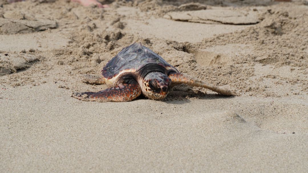 Les tortugues poden venir a nidificar aquests dies a les nostres platges. Les tortugues poden venir a nidificar aquests dies a les nostres platges.