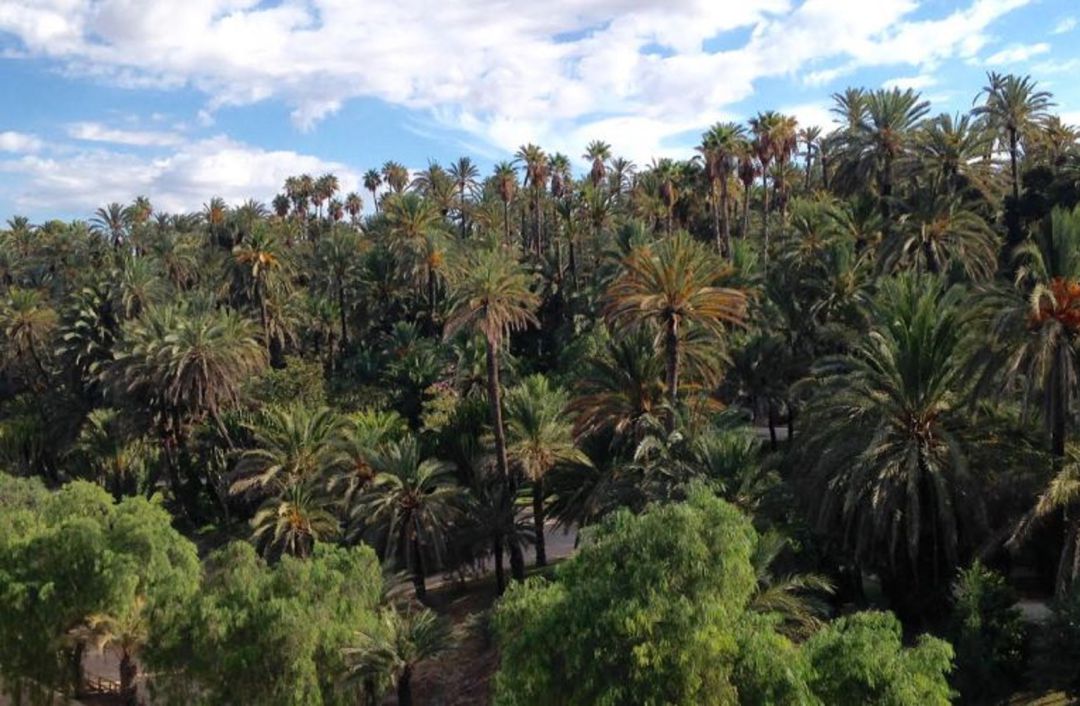 Palmeras de la ladera del río Vinalopó Palmeras de la ladera del río Vinalopó