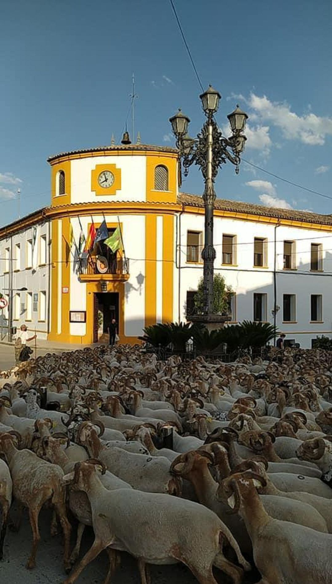 El rebaño de 1200 ovejas concentradas en la plaza del Ayuntamiento El rebaño de 1200 ovejas concentradas en la plaza del Ayuntamiento