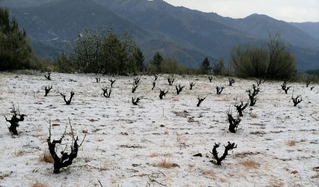 Viñas arrasadas por el granizo en Santa Cruz de Grío Viñas arrasadas por el granizo en Santa Cruz de Grío