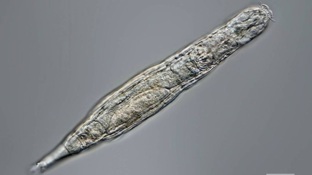 Imagen a tamaño microscópico de un rotífero bdeloideo. Imagen a tamaño microscópico de un rotífero bdeloideo.