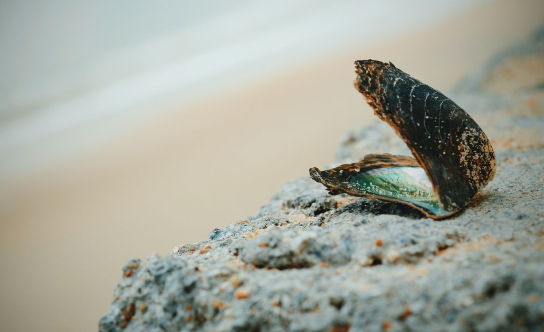 Una ostra en la playa. Una ostra en la playa.