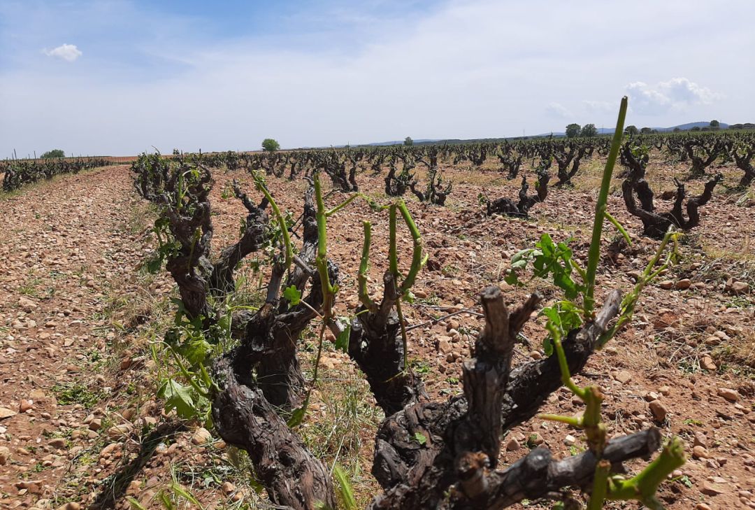 Estado del viñedo tras la granizada Estado del viñedo tras la granizada