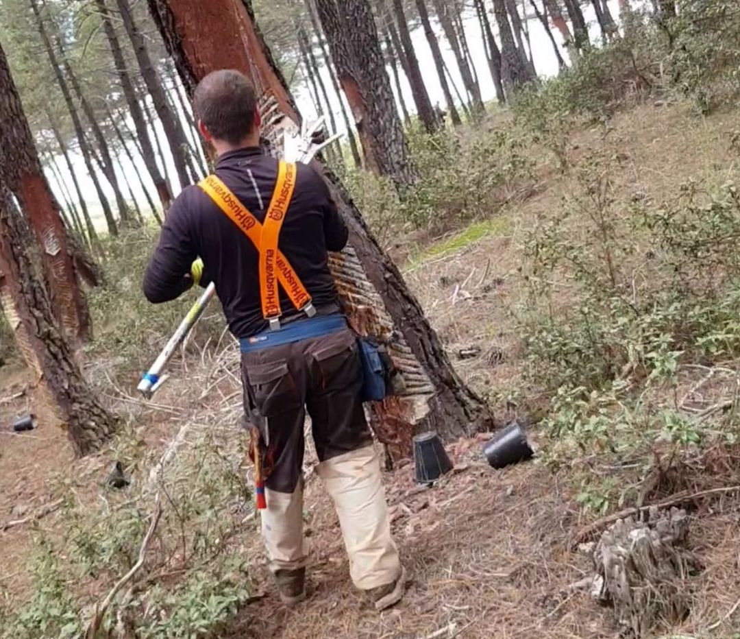 Resinero en un pinar de Soria. Resinero en un pinar de Soria.