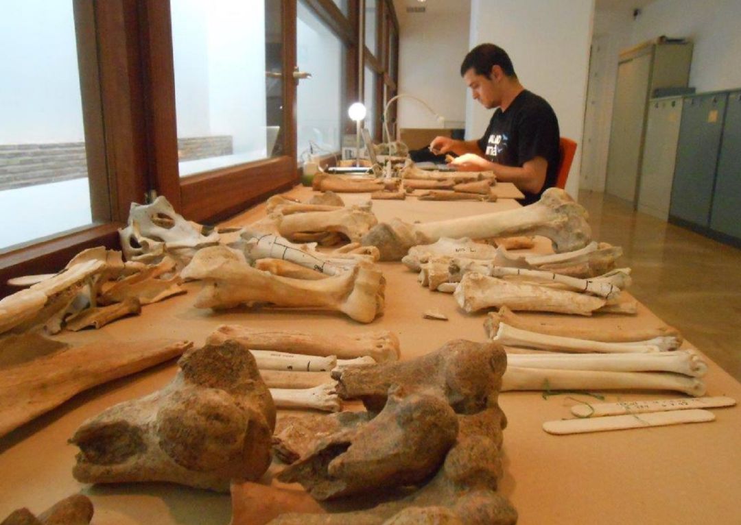 Estudio arqueozoológico del material de Cercadilla en las instalaciones del Museo Arqueológico de Córdoba. Estudio arqueozoológico del material de Cercadilla en las instalaciones del Museo Arqueológico de Córdoba.
