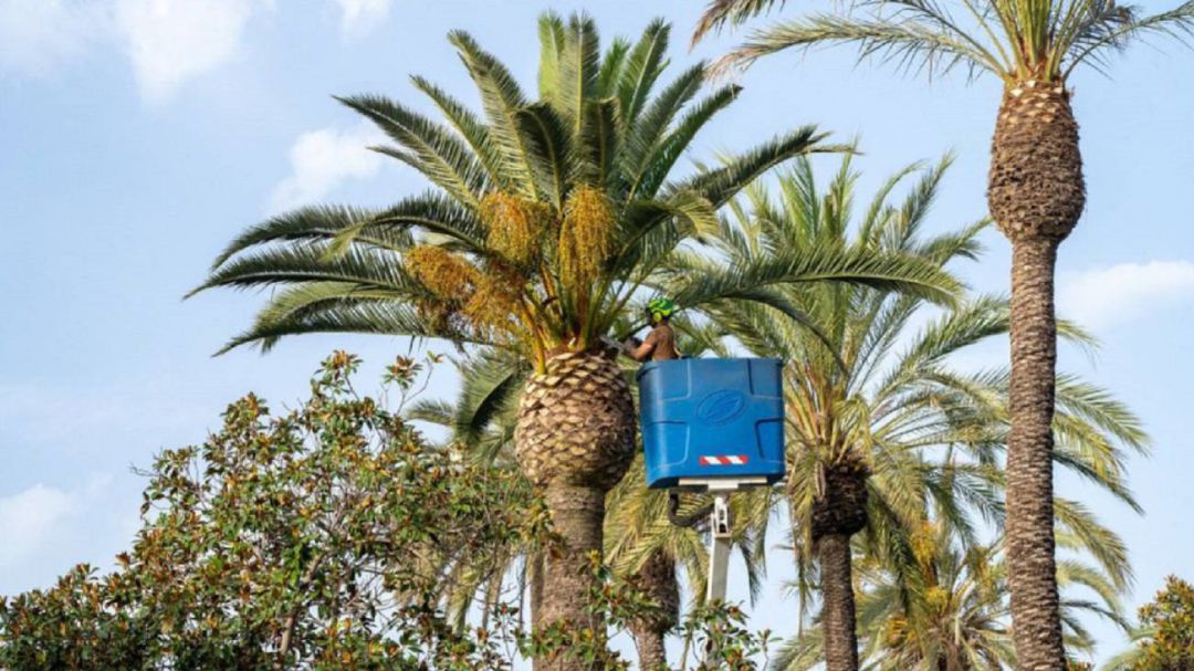 Palmeras de Elche Palmeras de Elche