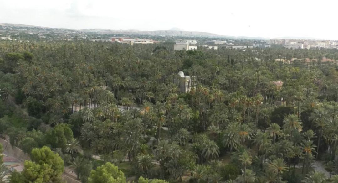 Palmeral d'Elx Palmeral d'Elx