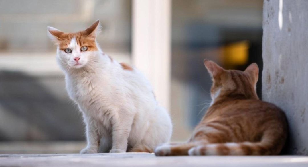 Gatos en una calle. Gatos en una calle.