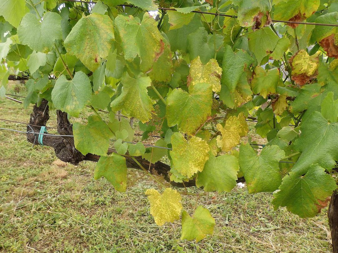 Viña afectada por mildiu Viña afectada por mildiu