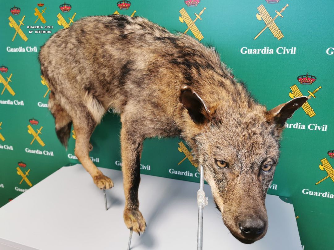 Actuación de la Guardia Civil de Palencia Actuación de la Guardia Civil de Palencia
