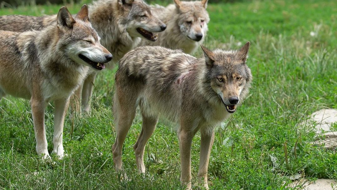 Una manada de lobos. Una manada de lobos.