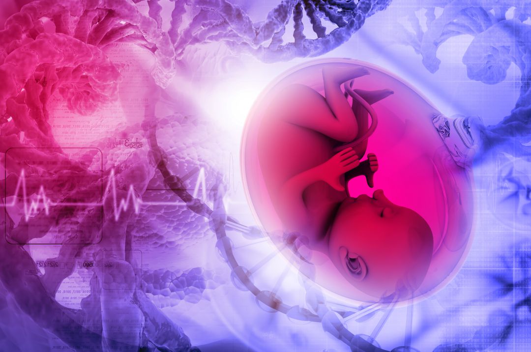 Programación fetal, la hipótesis que estudia si nuestras enfermedades están previstas antes de nacer. Programación fetal, la hipótesis que estudia si nuestras enfermedades están previstas antes de nacer.