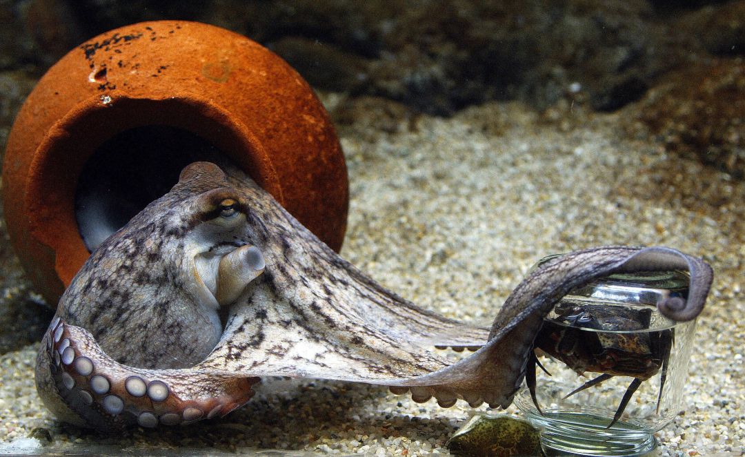 Un pulpo de dos meses intenta desenroscar la tapa de un frasco para comerse el cangrejo que hay dentro. Un pulpo de dos meses intenta desenroscar la tapa de un frasco para comerse el cangrejo que hay dentro.